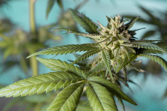 Cannabutter selber machen – Rezept, Wirkung & Anwendung im Tee