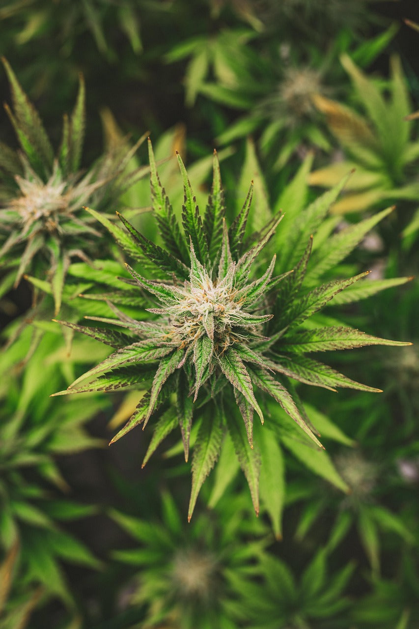 Terpene: Was du riechst – und warum du dich dabei anders fühlst